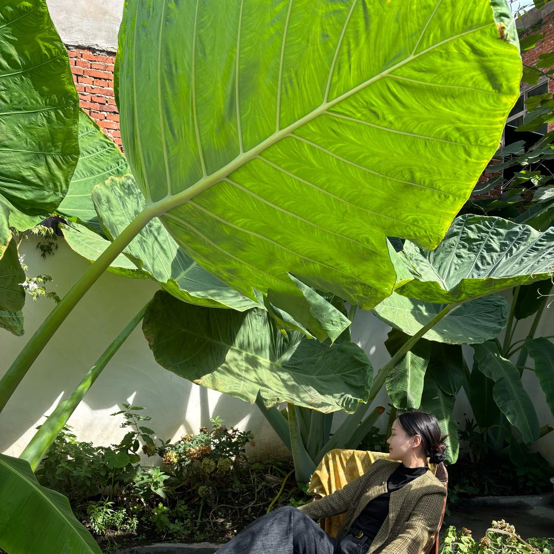 美美顺心喽 ᥫ᭡