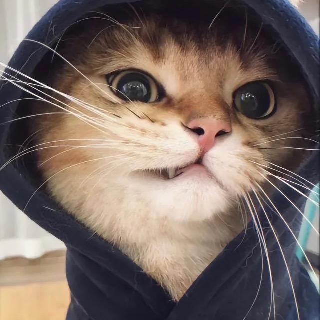 表哥