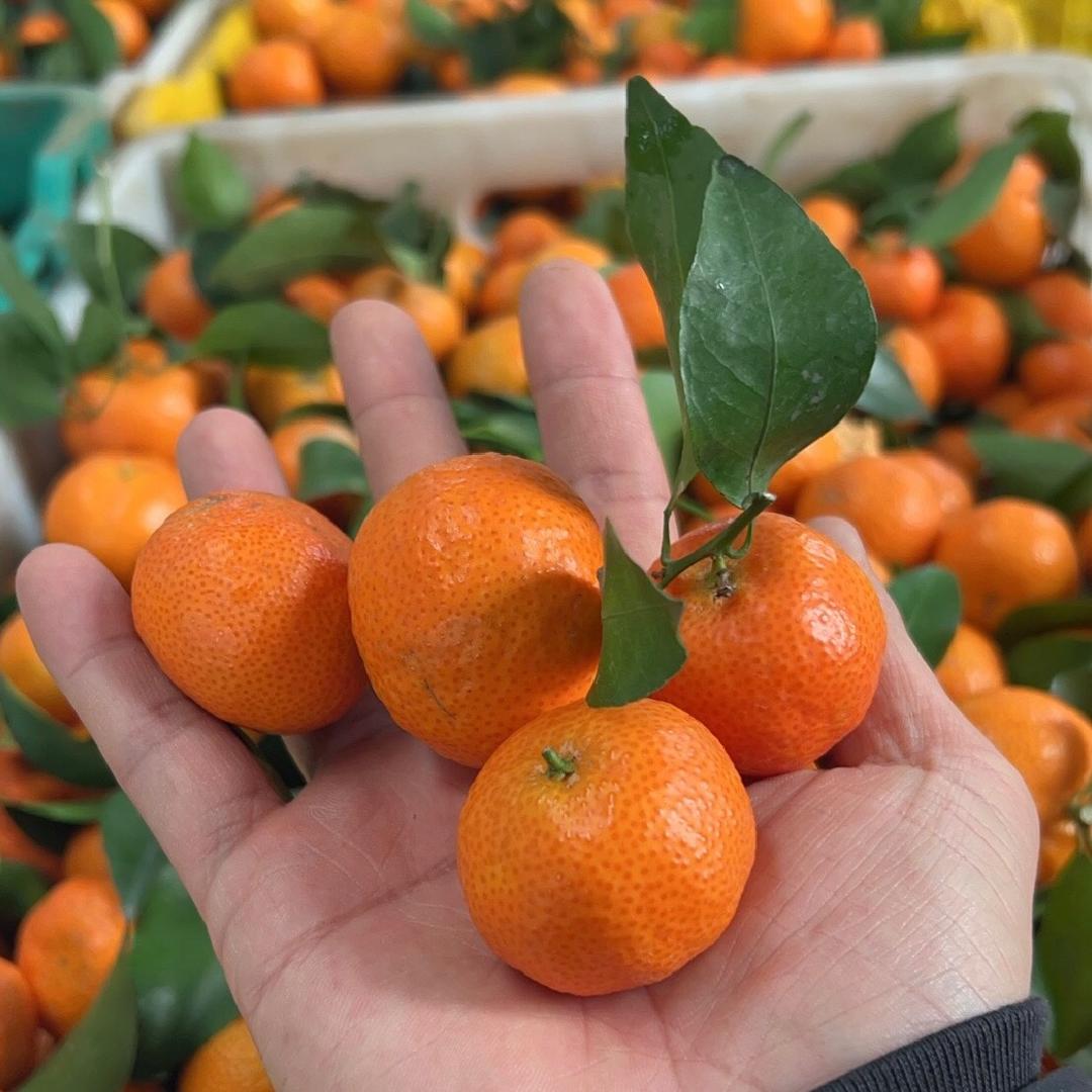 广西沙糖桔产地直发🍊