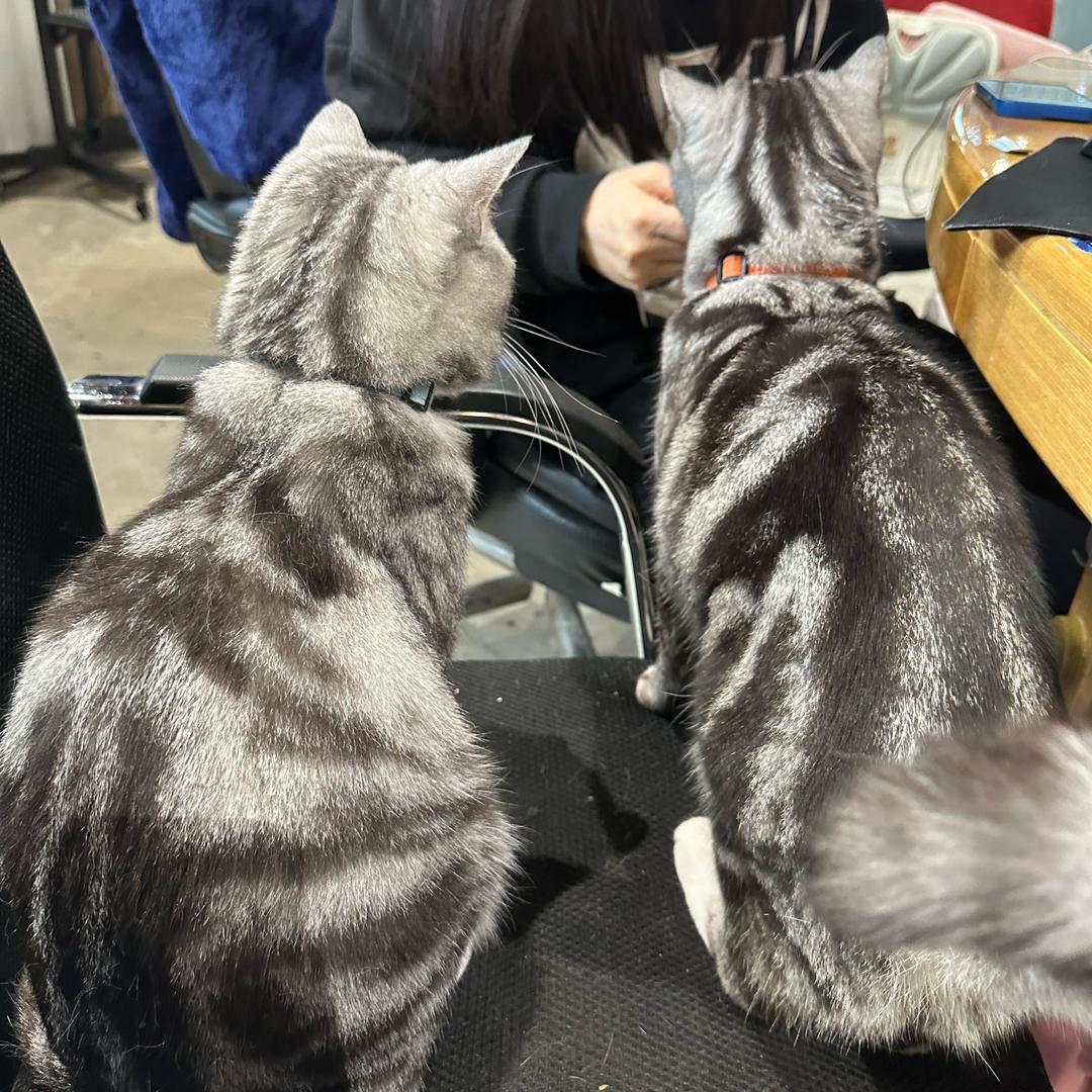 猫猫新选