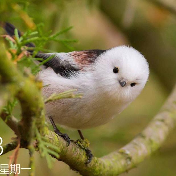 追风赶月莫停留