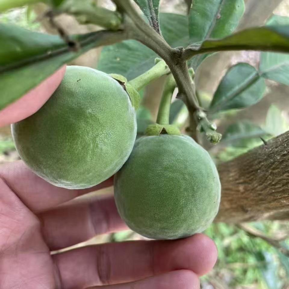 罗辩无情道橘红——化州橘红