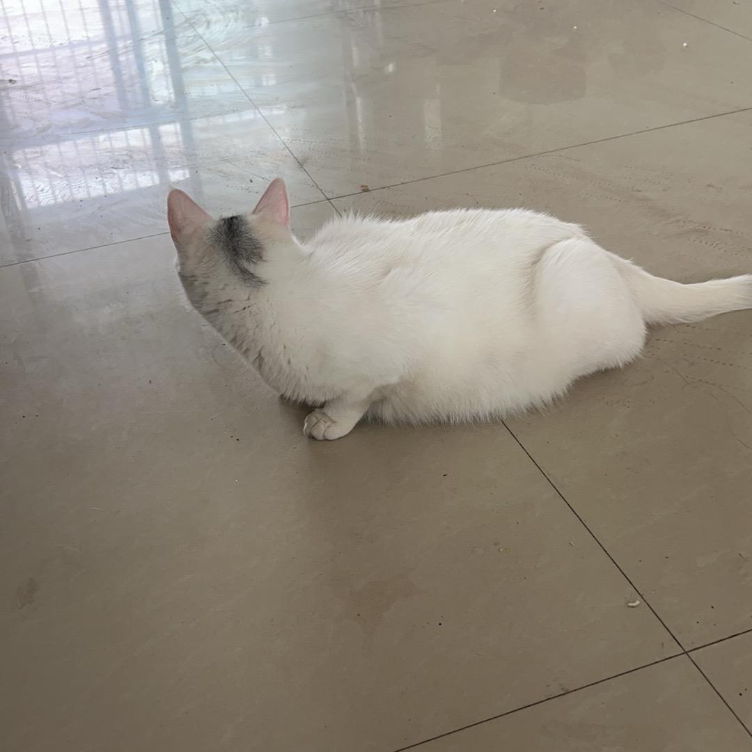 …………………………