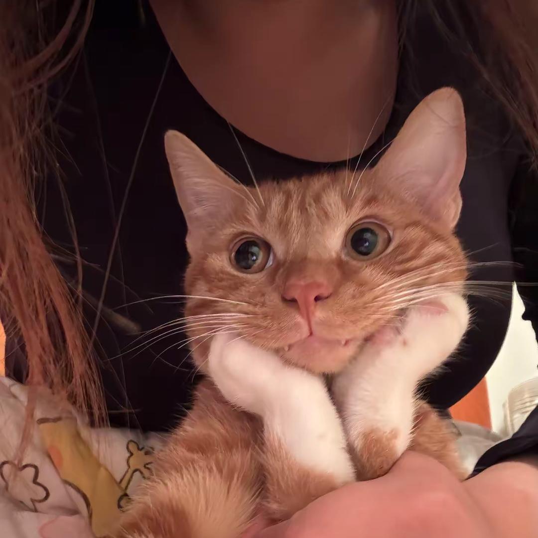 你不要给我咩咩叫