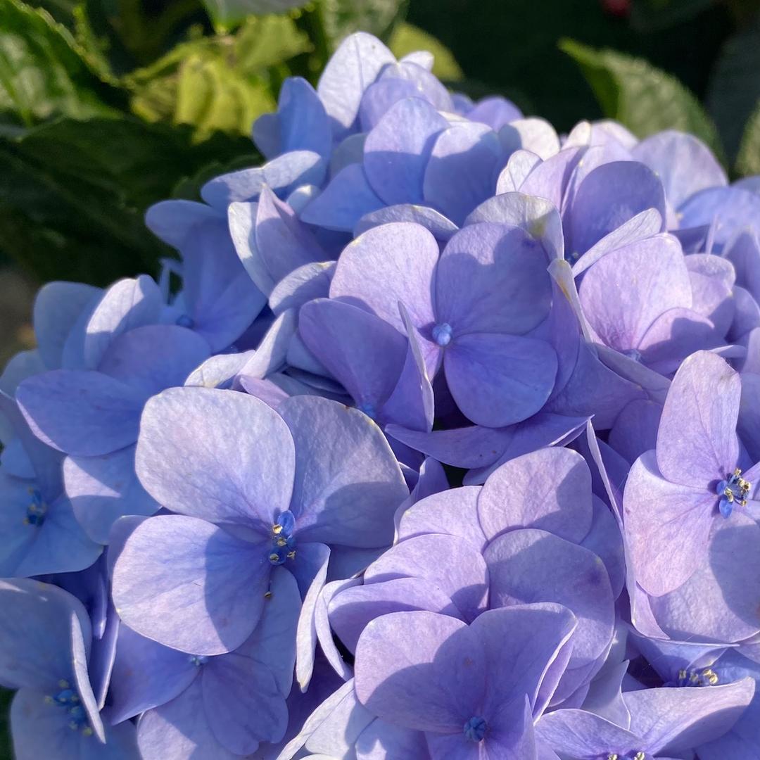 🌸花枝吖头像