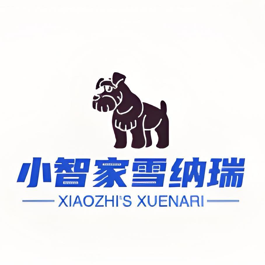 小智家雪纳瑞