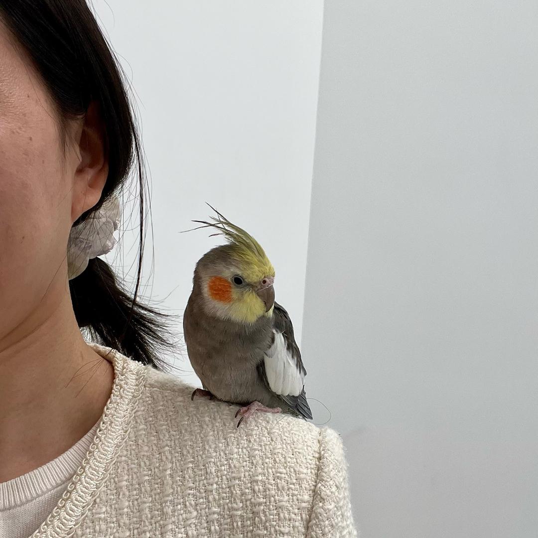学姐养鸟记