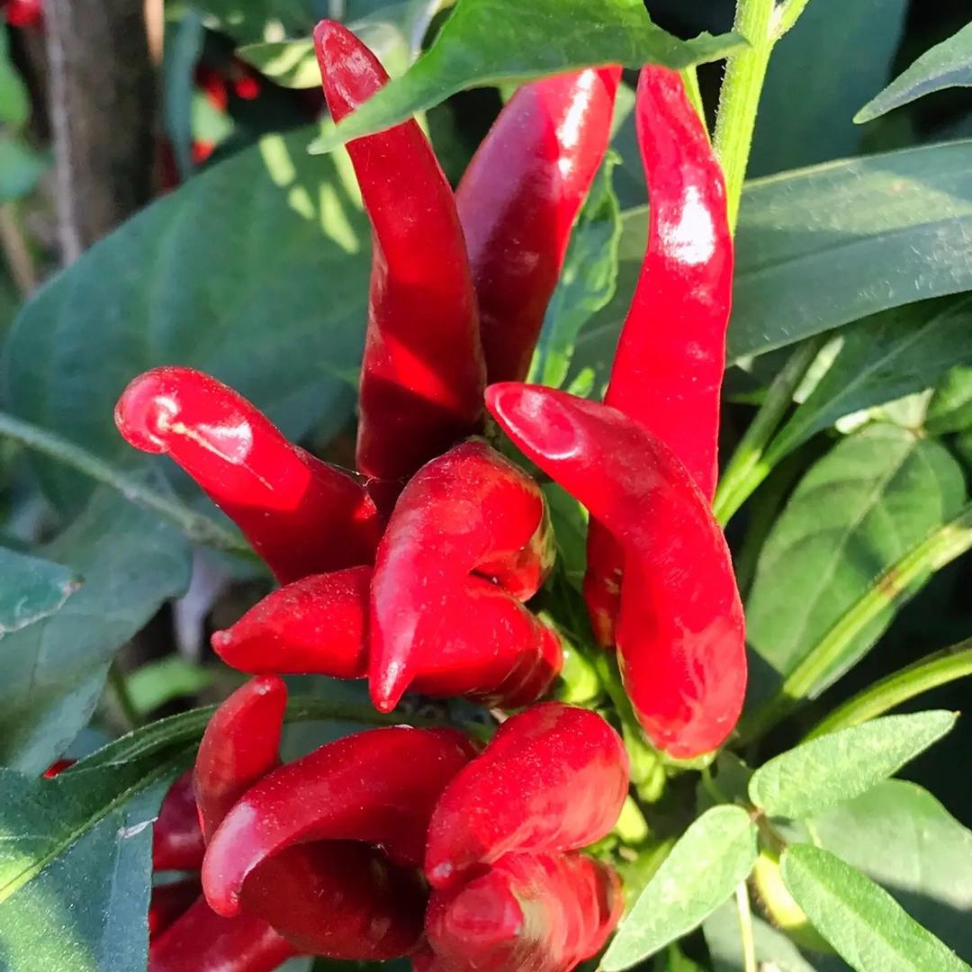 小睢说辣椒🌶️