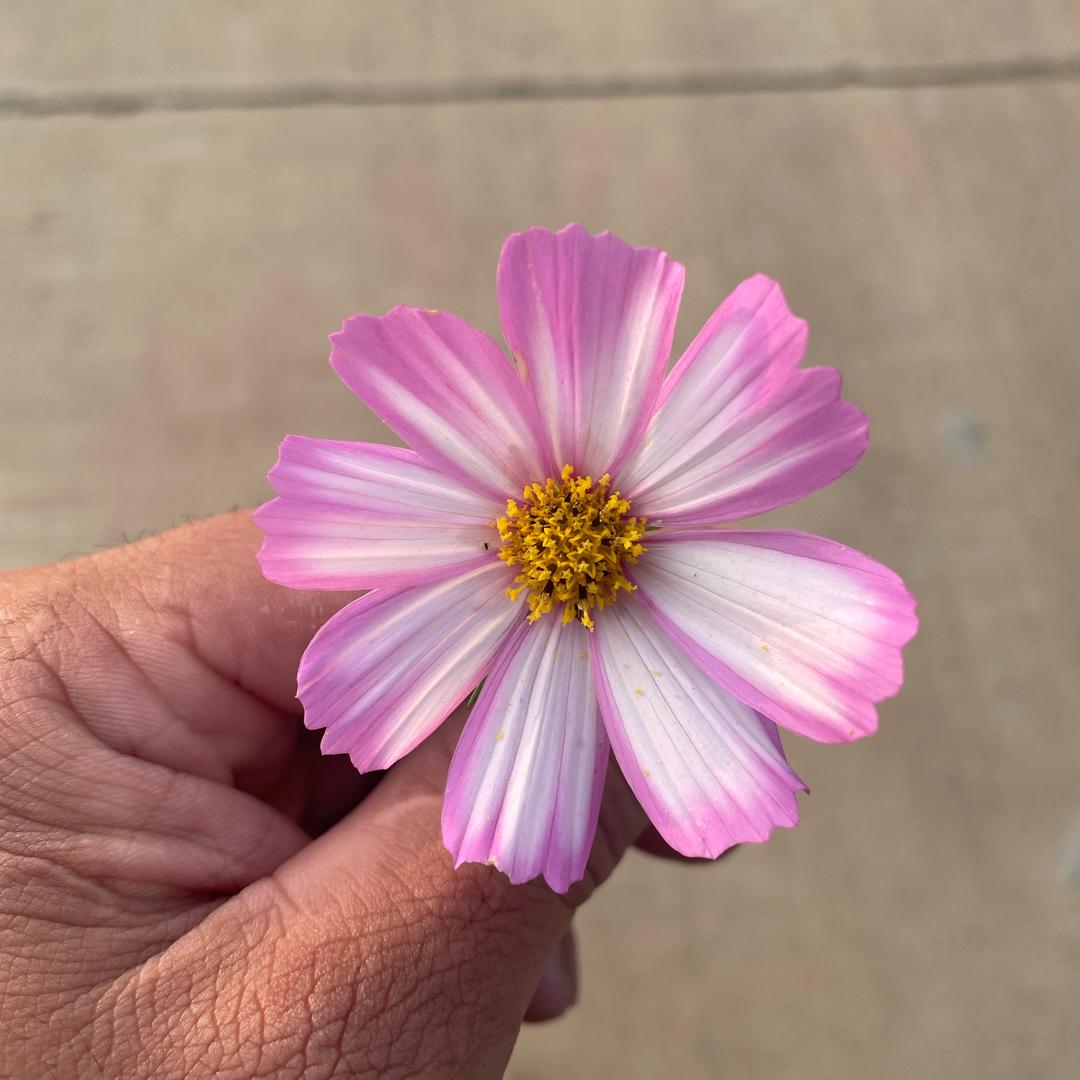 家有俩棉袄一皮夹克