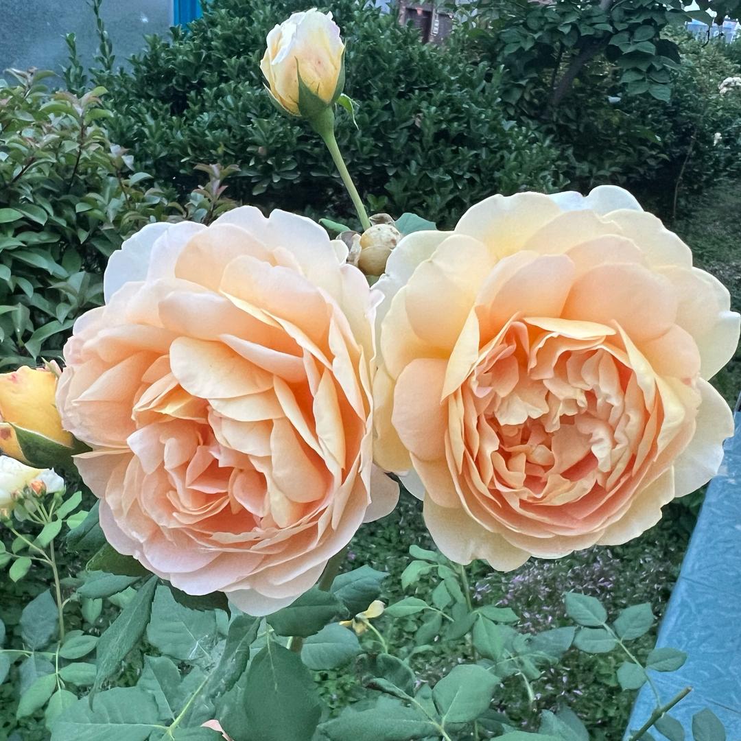 ～简&丹～