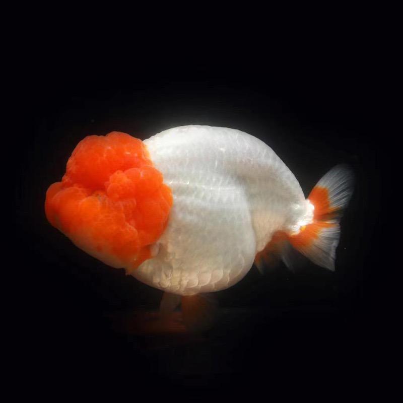 游吉美金鱼