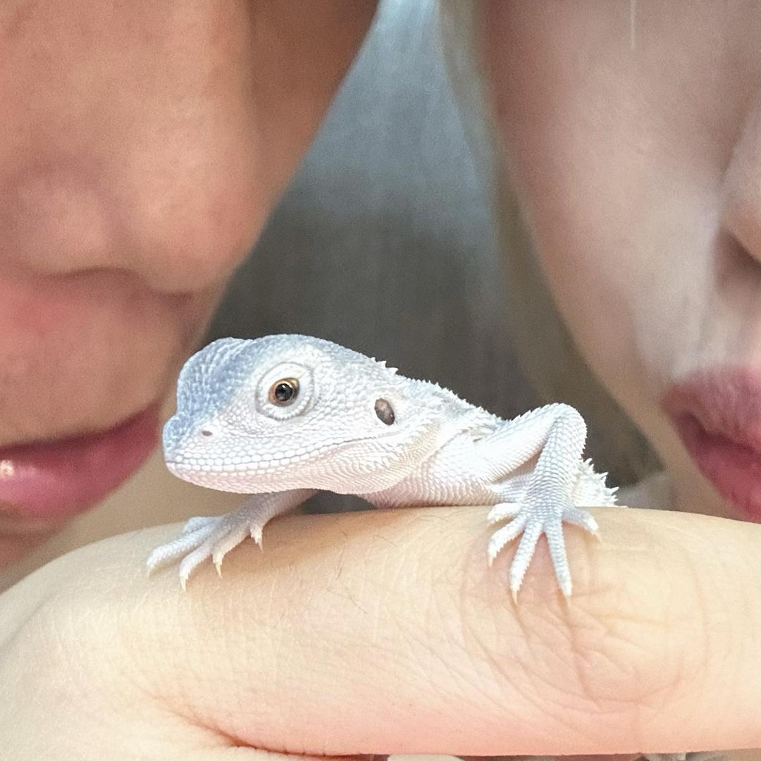 杰尼龟爱宠物（接线下私教）