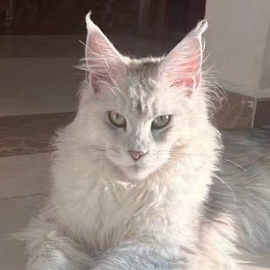 超人缅因猫姗姗主理人
