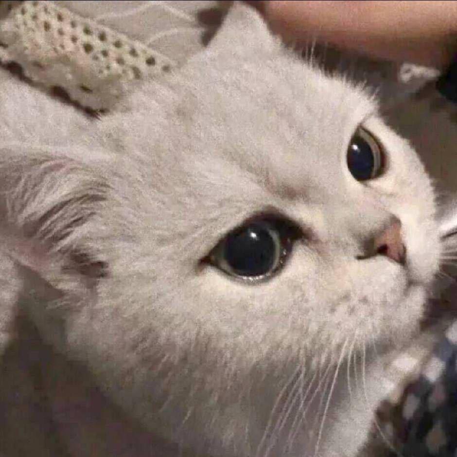 黑猫