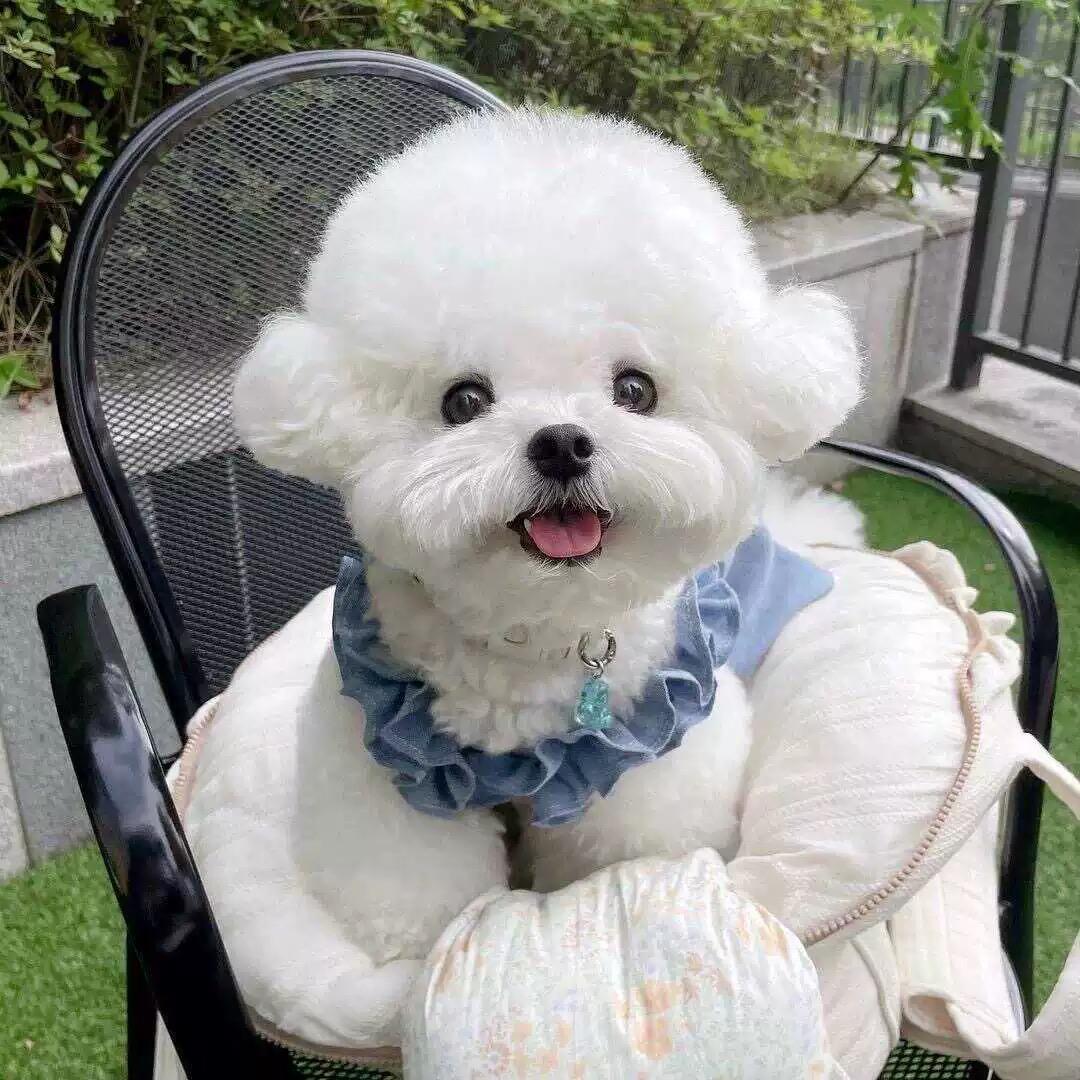 杰斯萌宠小助理