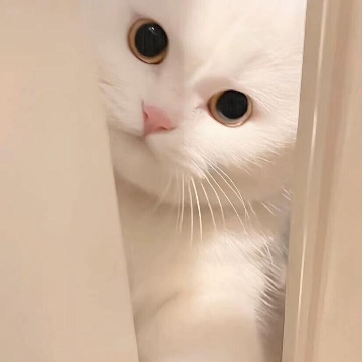 解忧泡泡🫧