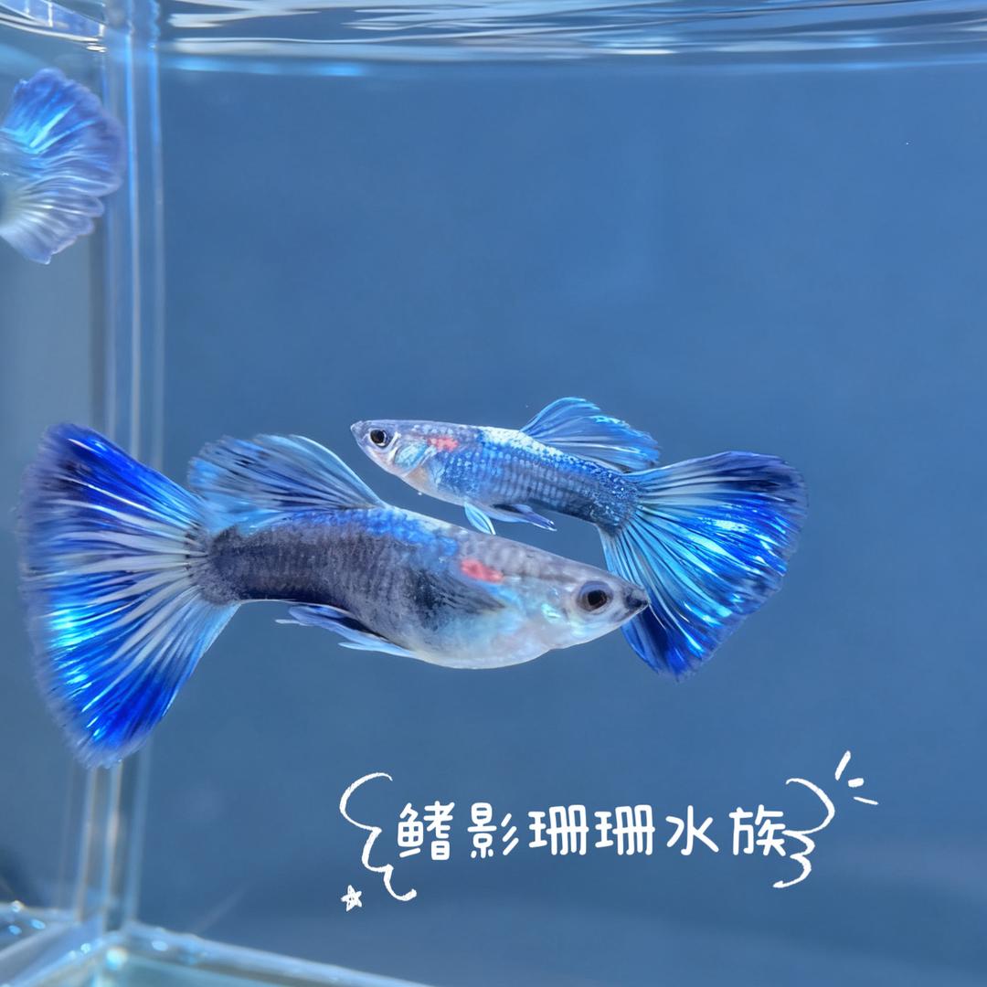 水族萌宠游乐园