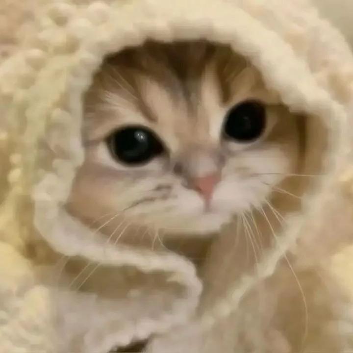 紫菜