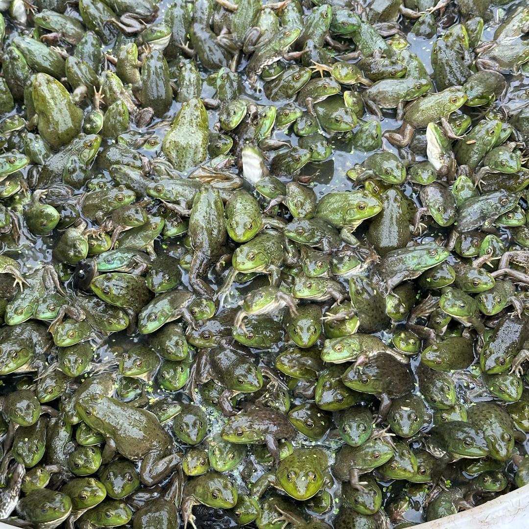 🐸小王说蛙🐸