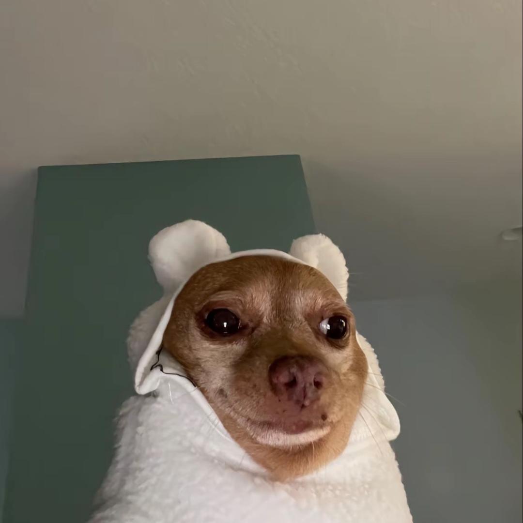 松许桂花鱼🐿️