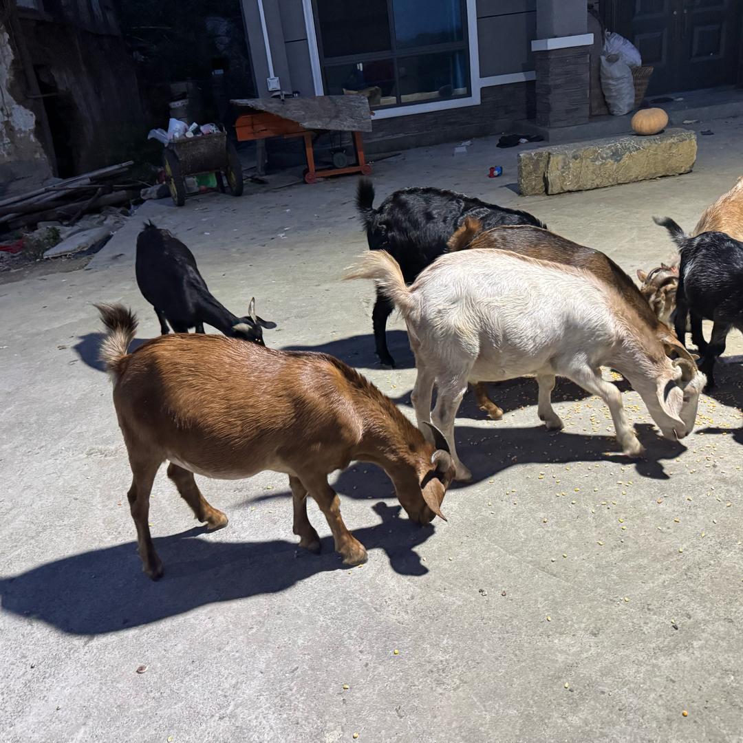 白泥镇纯跑山羊养殖