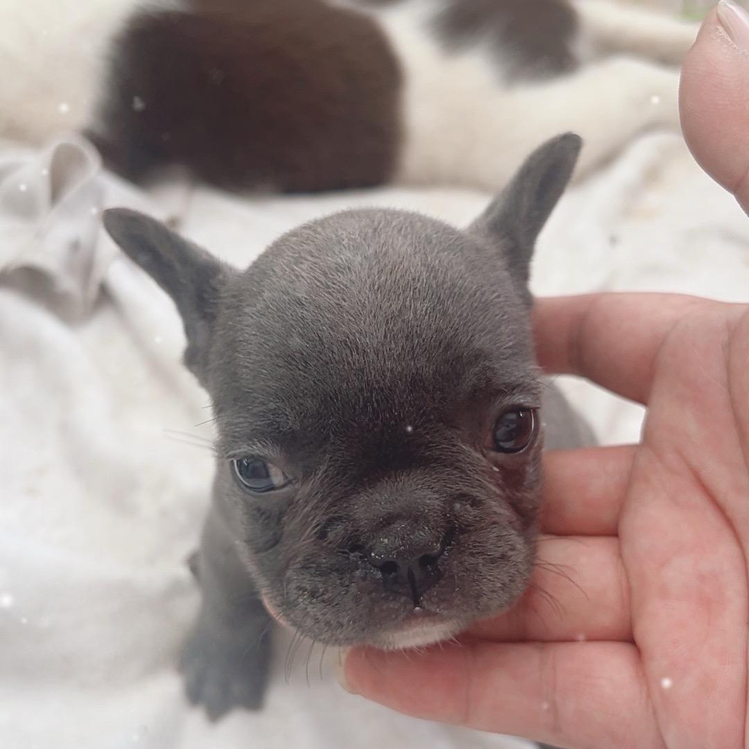 小七萌宠法斗法牛