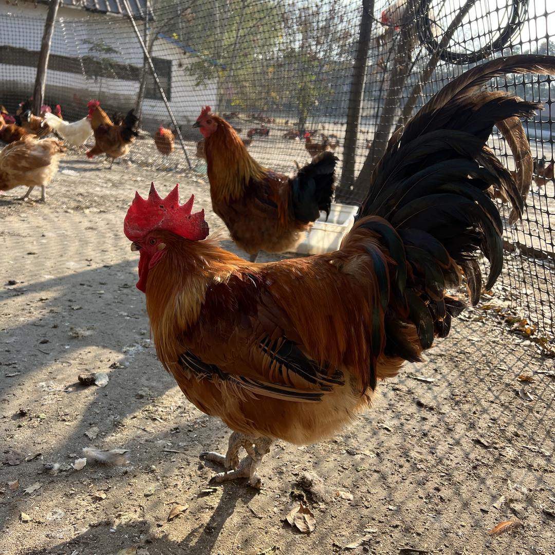 诺品养殖家庭农场