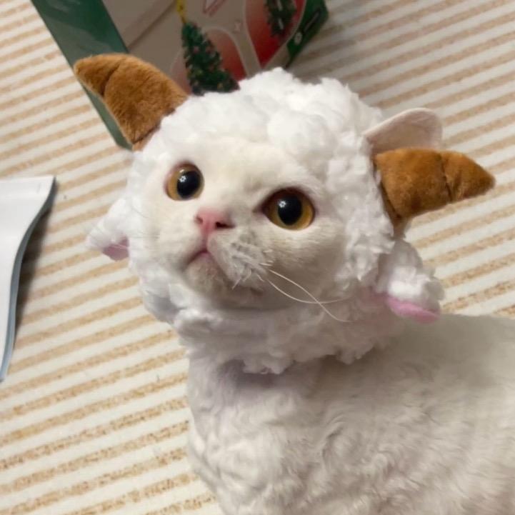 咕噜咕噜黏宝ʸ✨