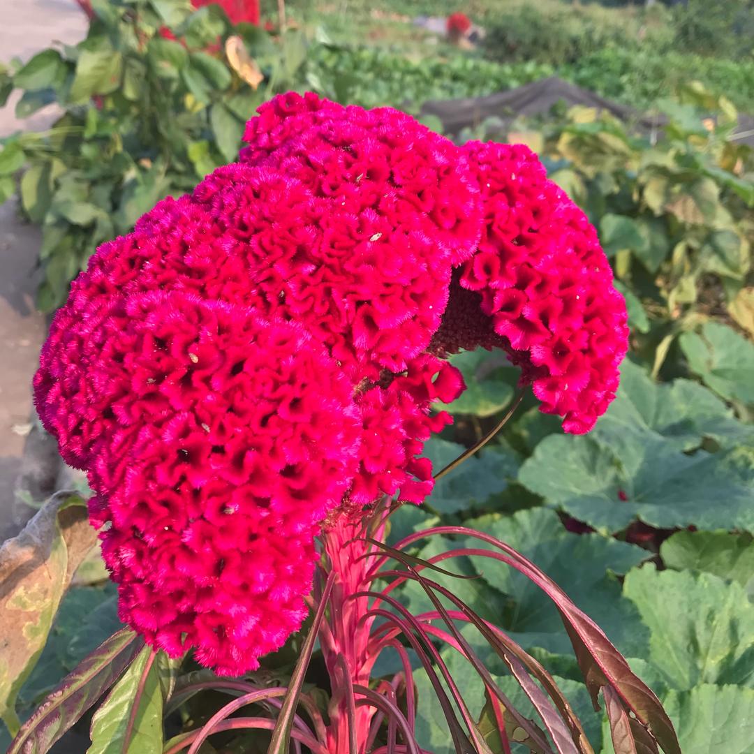 黑玫瑰