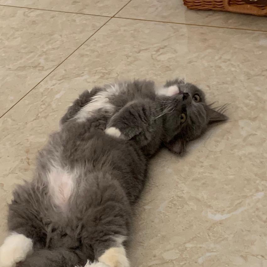 了不起的绿萝卜🥕