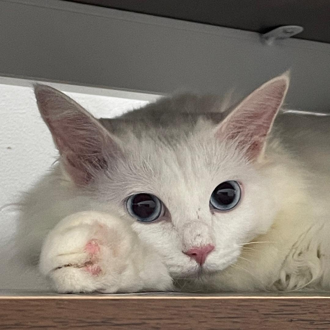 hi