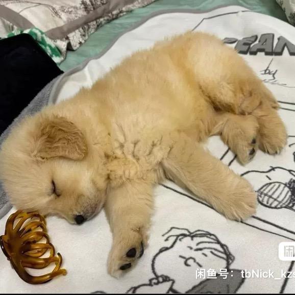 很努力的小狗🐶