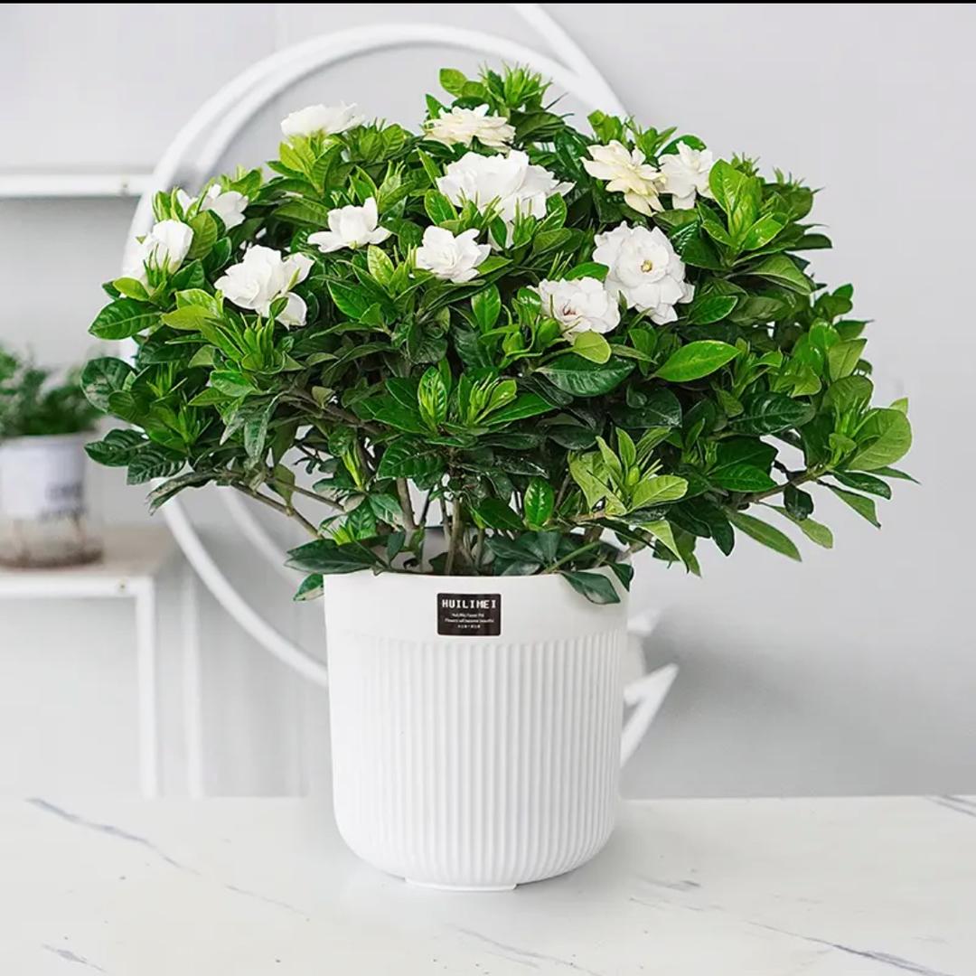 美花源