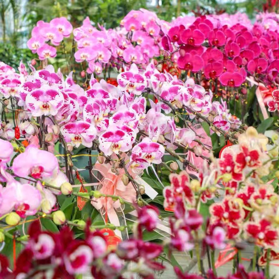 淘花园小花匠