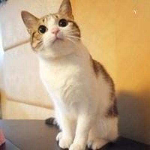 弃小喵