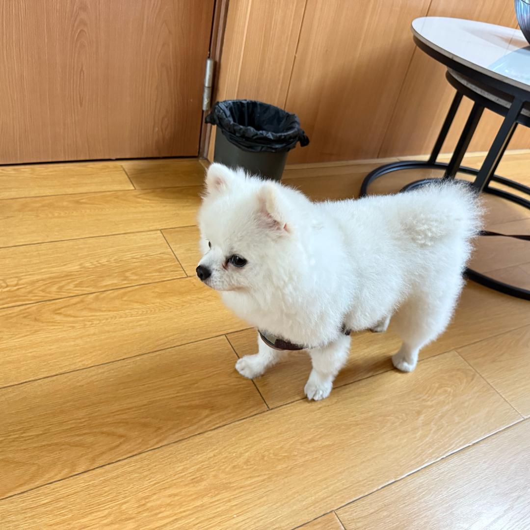 心事宠宠
