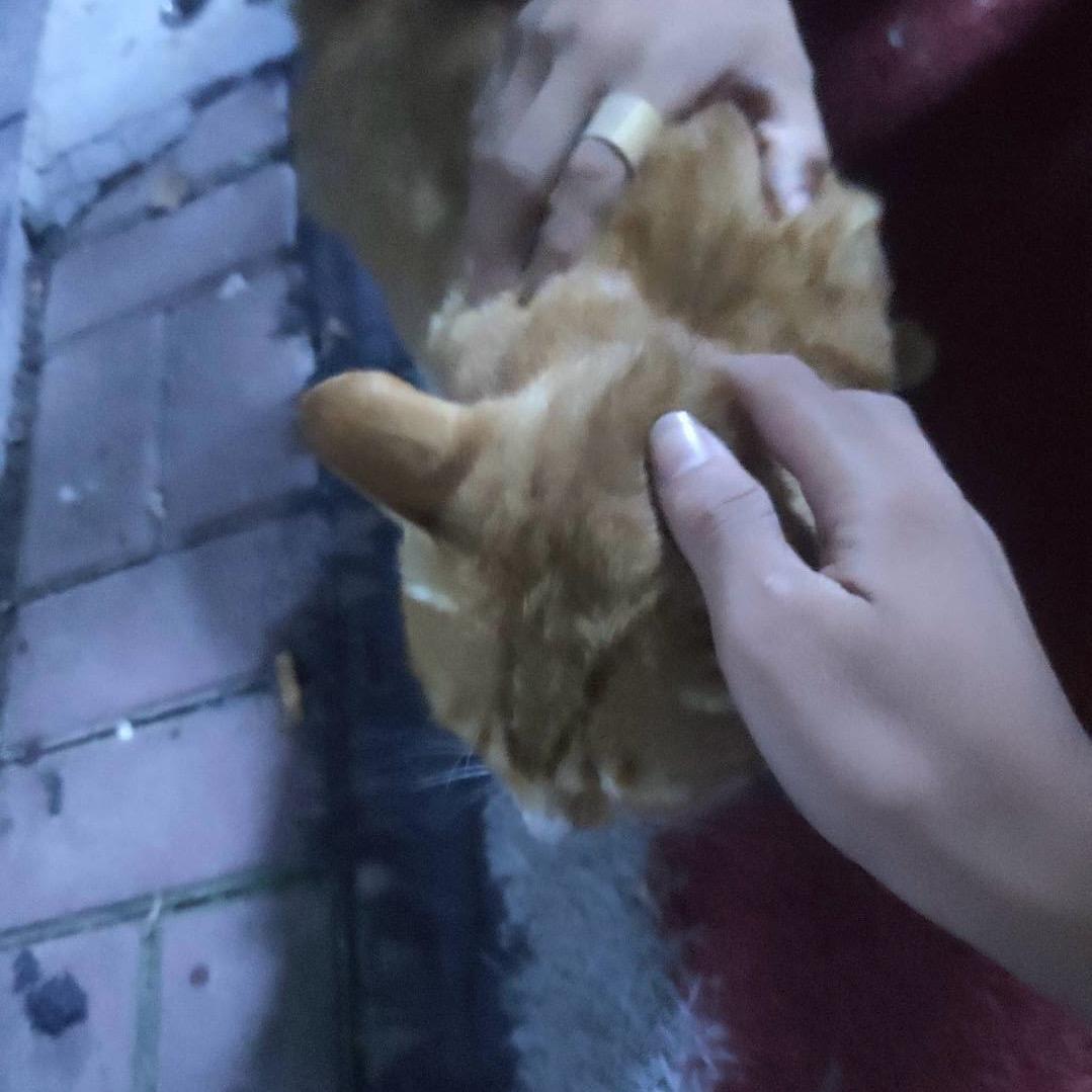 一只氼鱼