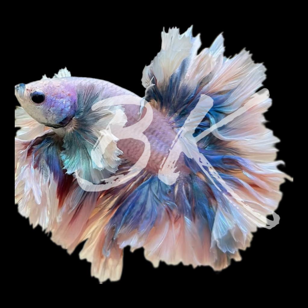 贝壳水族馆