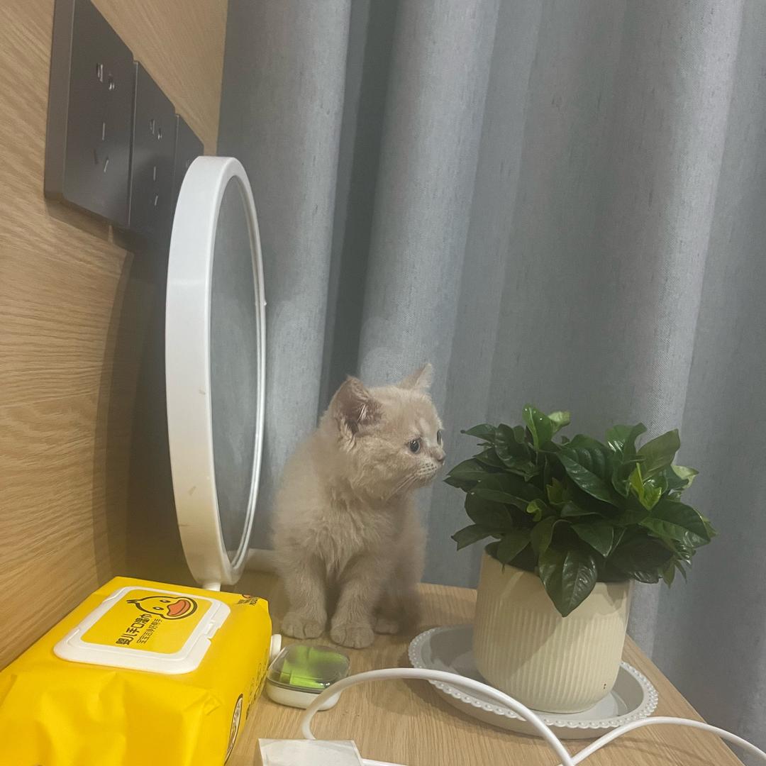 元宝是只喵😺