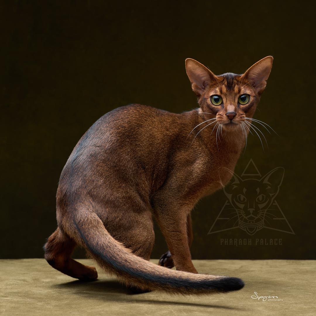 法老宫殿·阿比西尼亚﹣阿凯