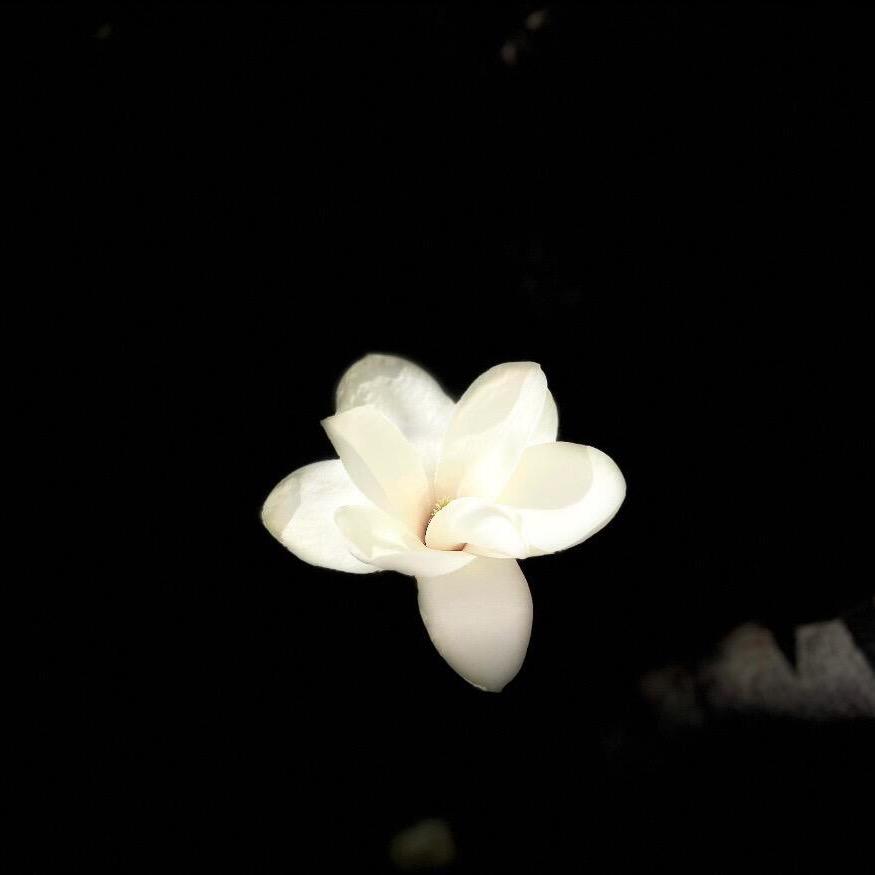 骂我的都是日本人