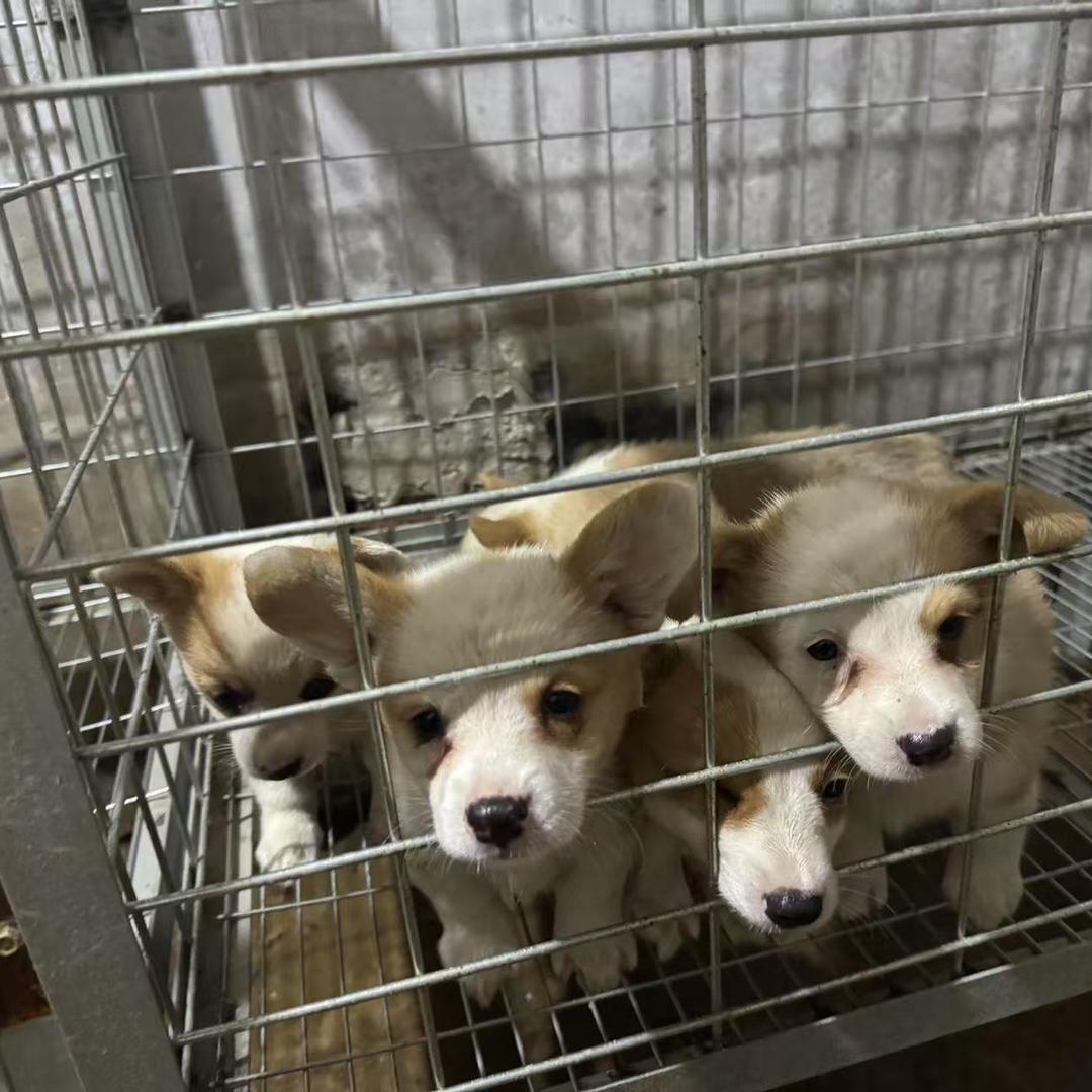 刘边牧柴犬比熊