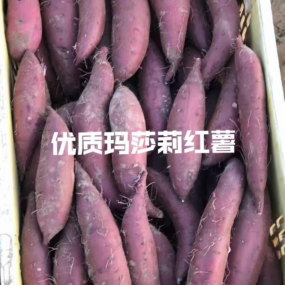 望洋蜜薯