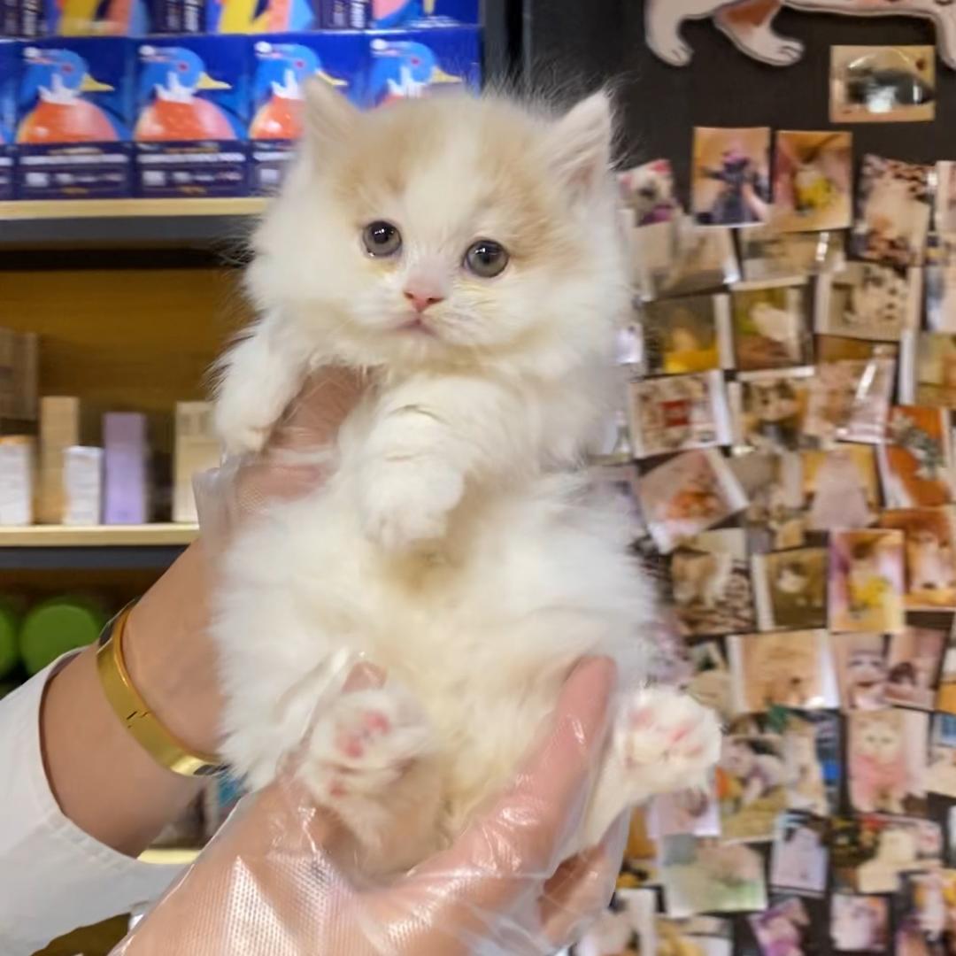 ʚ 青椒和毛豆ɞ