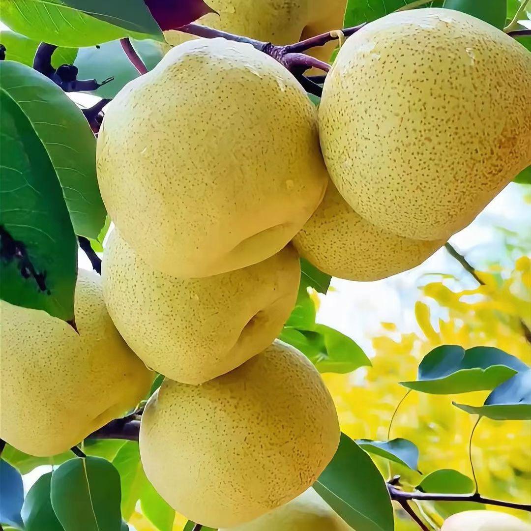 砀山特产🍐