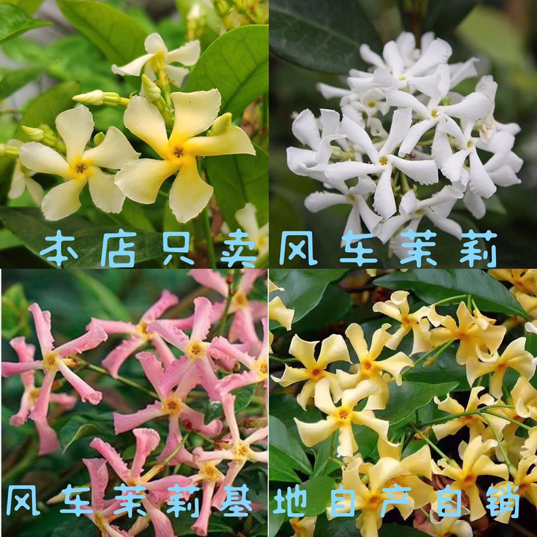 风车茉莉直播