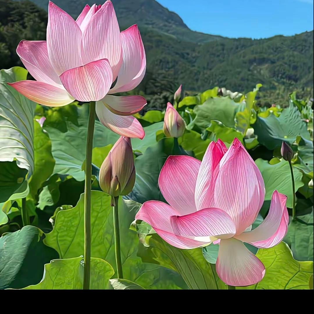鲜香脚丫