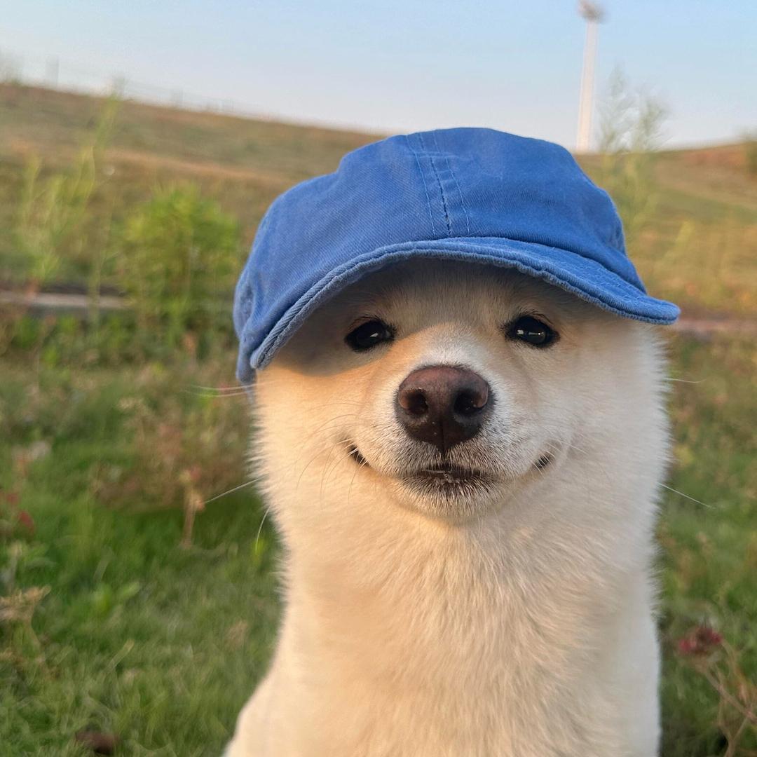 养狗的阿欢