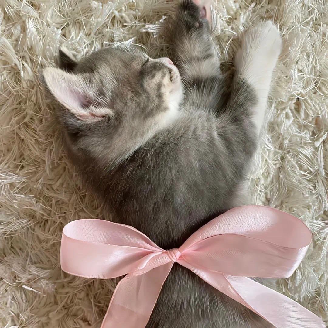 呆呆𝙆𝙞𝙩𝙩𝙮猫