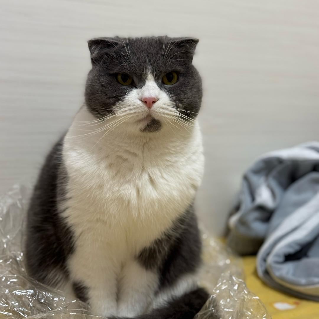 佩佩是只猫